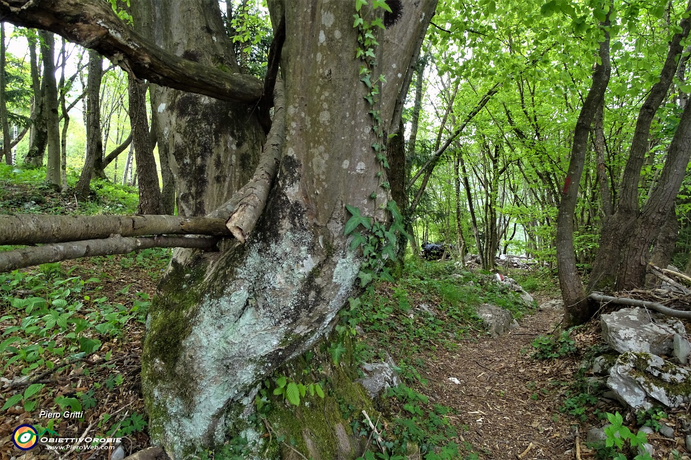 58 Sul sent. 504 nel bosco di carpini neri .JPG